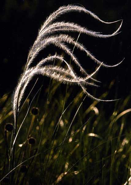 (20803)Stipa pennata